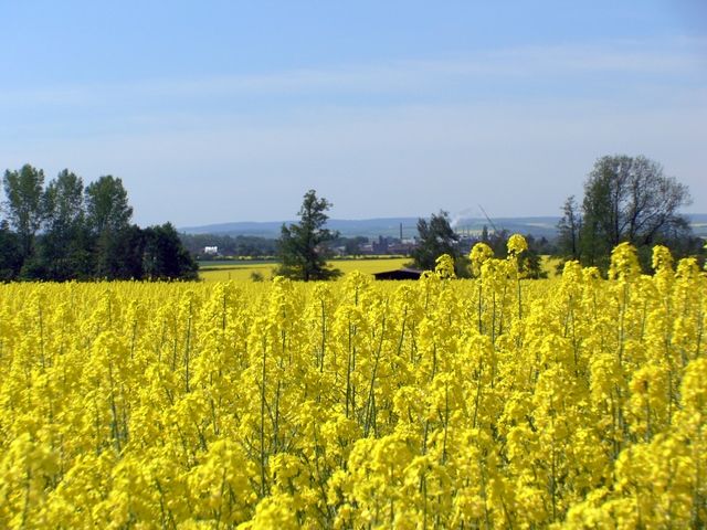 eeimages.com/photo/canola-fields-2-1355043