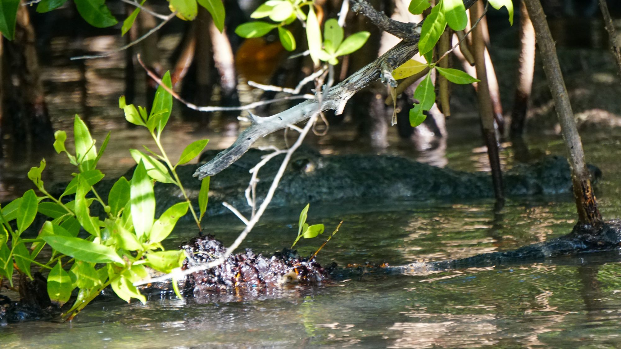 Tulum, Tacos, Turtles and PEARLS!