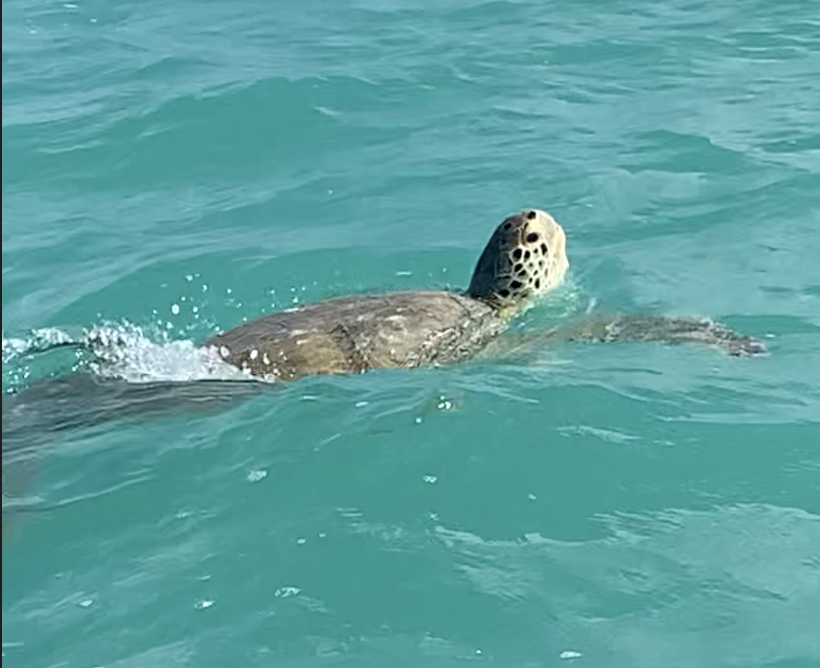 Tulum, Tacos, Turtles and PEARLS!